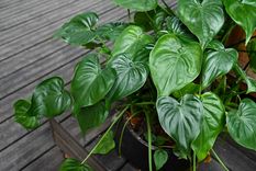 Las plantas quedarán relucientes con este truco para eliminar las plagas Foto: SHUTTERSTOCK