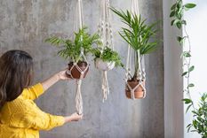 Las plantas colgantes son una clásica y hermosa tendencia en el interior del hogar (Shutterstock). Foto: Pixabay