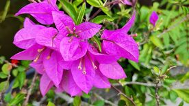 Este truco con ajo mejorará bastante el rendimiento de las plantas del jardín. Este truco con ajo mejorará bastante el rendimiento de las plantas del jardín.