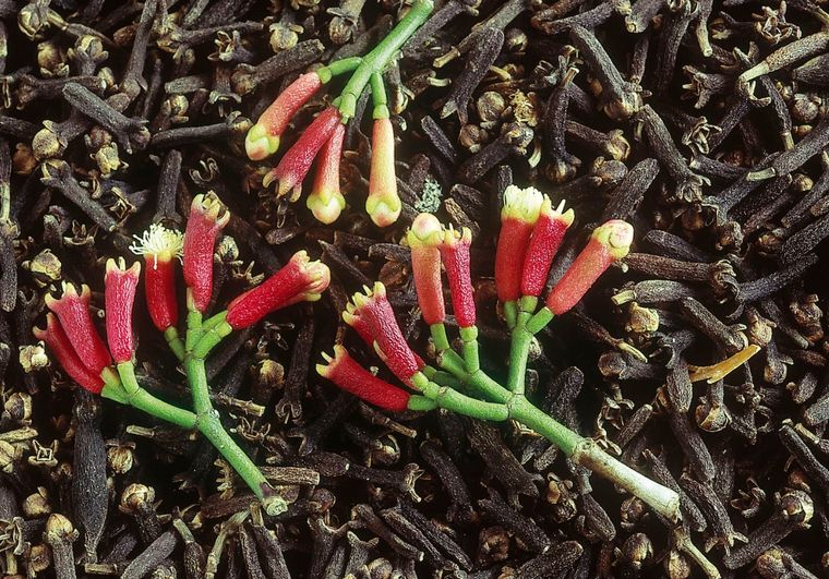 Planta clavos de olor de manera fácil.