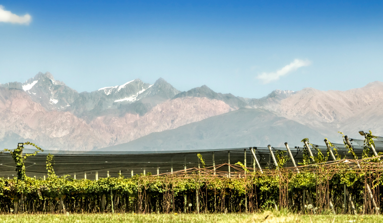 “Antes todo esto era viña” no es una queja vacía ni una simple nostalgia. Es una advertencia suave, una forma de recordar que Mendoza no puede explicarse sin su vitivinicultura.