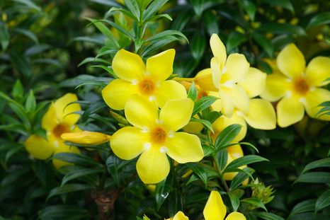 El jazmín de invierno es una de las plantas más resistentes. Foto: Fuente: Freepik