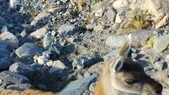 El guanaco agonizó durante horas en el cauce de un río. El guanaco agonizó durante horas en el cauce de un río.