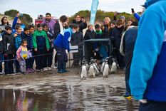 Regresaron al mar frente a la mirada atenta de 60 estudiantes de primaria Foto: Fundación Mundo Marino Regresaron al mar frente a la mirada atenta de 60 estudiantes de primaria Foto: Fundación Mundo Marino