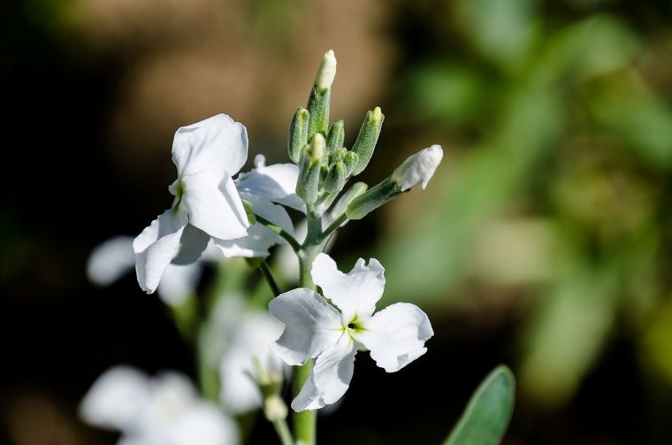 Esta flor es ideal para plantar en enero.