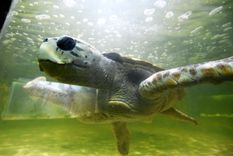 El tortugo Jorge antes de ser trasladado a Mar del Plata. Foto: Gentileza El tortugo Jorge antes de ser trasladado a Mar del Plata. Foto: Gentileza