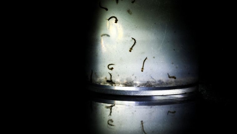 Pueden sobrevivir hasta 30 días bajo el agua a temperatura ambiente Foto: NA