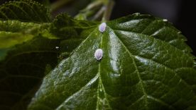 Las plantas volverán a estar saludables. Foto: Fuente: Shutterstock