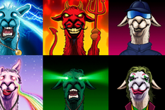 Foto: LA LLAMA POLITICALLY INCORRECT CLUB