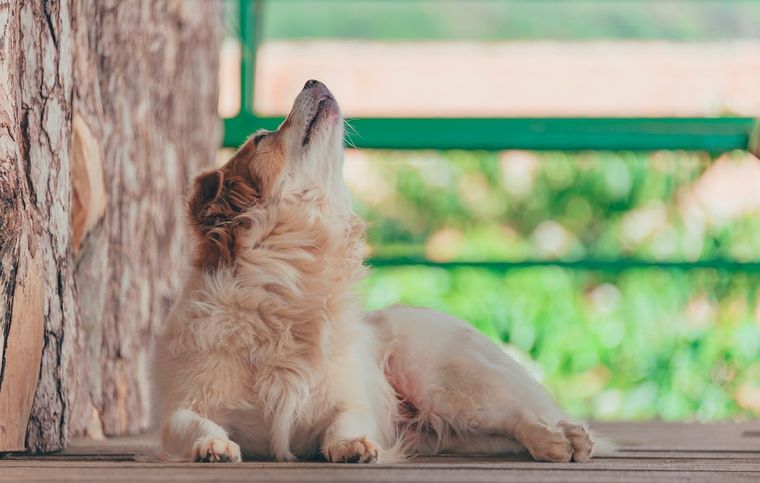 Mascotas Conoce algunos de los motivos que hacen que nuestros perros aúllen Foto: Pexels