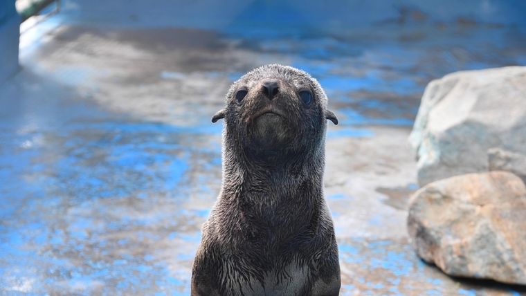 Uno de los lobos marinos que fue rescatado y devuelto al mar Foto: Fundación Mundo Marino