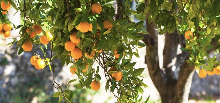 Además de los cuidados escenciales agregar abono casero al cítrico hará que estalle de frutas Foto: Shutterstock