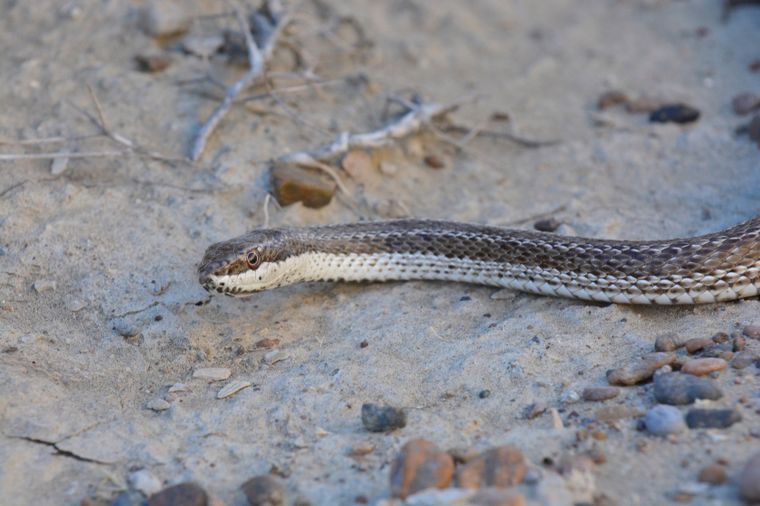 Este tipo de serpiente alertó a todos durante este fin de semana en San Martín.