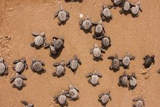 playas tailandesas registran la anidacion de tortugas mas grande en 20 anos playas tailandesas registran la anidacion de tortugas mas grande en 20 anos