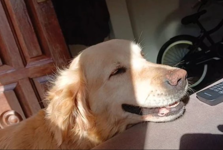 La familia lleva una desesperada búsqueda por Flor, la golden que desapareció en Mar del Plata.
