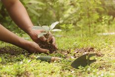 JARDÍN Cultiva más y más plantas con estos tips Foto: sHUterstock