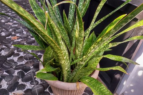 La lengua de suegra es una de las plantas más elegidas para decorar interiores de casas.