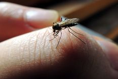 el gobierno descarto usar la vacuna contra el dengue