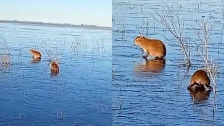 La ola polar llegó a congelar el humedal de los Esteros del Iberá, provocando que los carpinchos se deslizaran sobre el hielo. 