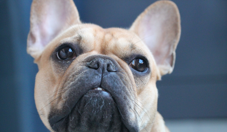 La mascota popular en España Foto: Archivo