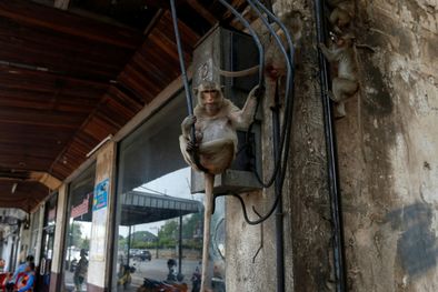MDZol | Mono en Tailandia En Lopburi (Tailandia), la escasez de turistas ha hecho que los monos vayan más allá de sus sitios habituales. Imagen: Soe Zeya Tun/Reuters.