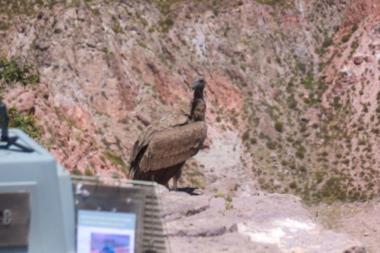 El cóndor fue rehabilitado en el Gran Mendoza.