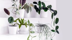 Podar las raíces de las plantas de interior en maceta puede mejorar la planta si tiene sus raíces dañadas. Foto: See D Jan  / homesandgardens.com