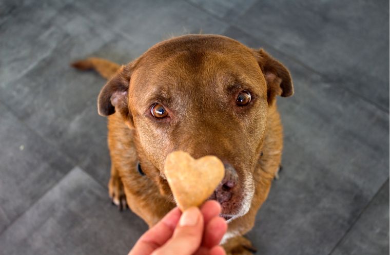 Los perros tienen la capacidad para sentir amor Foto: Shutterstock