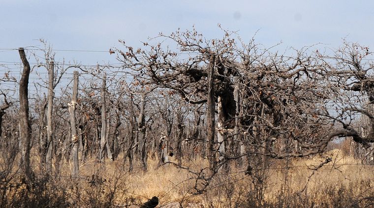 Foto: Pachy Reynoso/MDZ