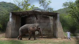 Kaavan con su cuidador en el refugio del zoológico de Marghazar en junio de 2016.