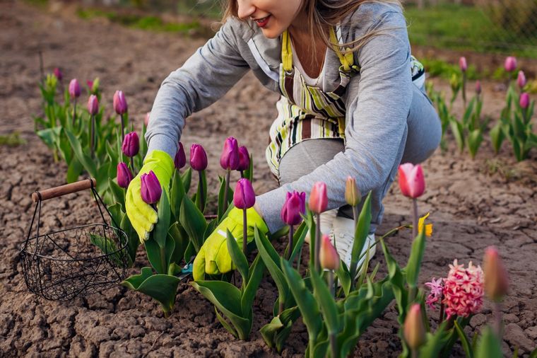 Cómo y cuándo debes plantar tulipanes Foto: SHUTTERSTOCK