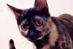 La damnificada fue una pasajera de Aerolíneas Argentinas, que perdió a su gata Lila, una tricolor de 2 años y medio, el pasado 25 de septiembre en Aeroparque. Foto: Gentileza