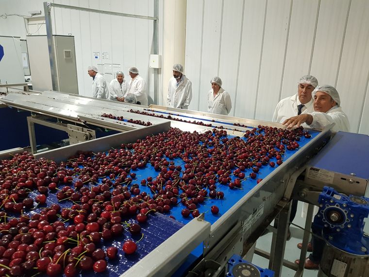 Cerezas de exportación. Foto: Foto: Gobierno de Mendoza