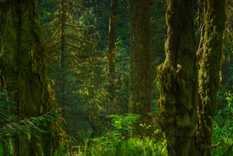 ACERTIJO VISUAL ACERTIJO VISUAL, RETO VISUAL, IGUANA Foto: MDZ ONLINE ACERTIJO VISUAL ACERTIJO VISUAL, RETO VISUAL, IGUANA Foto: MDZ ONLINE