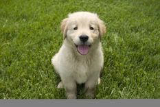 El primero en la lista es el Labrador Foto: Shutterstock El primero en la lista es el Labrador Foto: Shutterstock