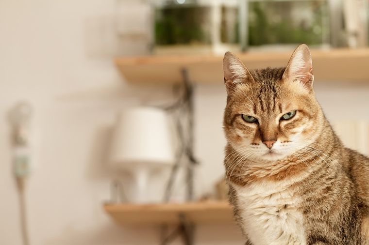 Para su dueña, el gato era la reencarnación de su padre Foto: Shutterstock