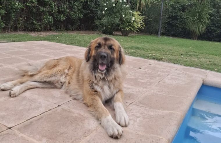 El perro en su casa de Luján El perro en su casa de Luján