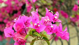 La planta Santa Rita es una de las plantas más elegidas a la hora de decorar el hogar. Foto: Pixabay - pixabay.com