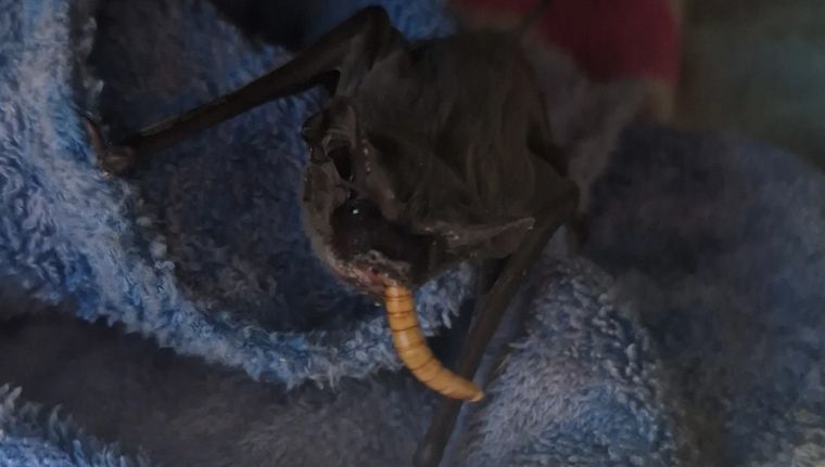 El murciélago rescatado Foto: @fundacioncullunche