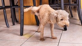 Adiós a los malos olores que deja la orina de perro. Foto: Shutterstock Adiós a los malos olores que deja la orina de perro. Foto: Shutterstock