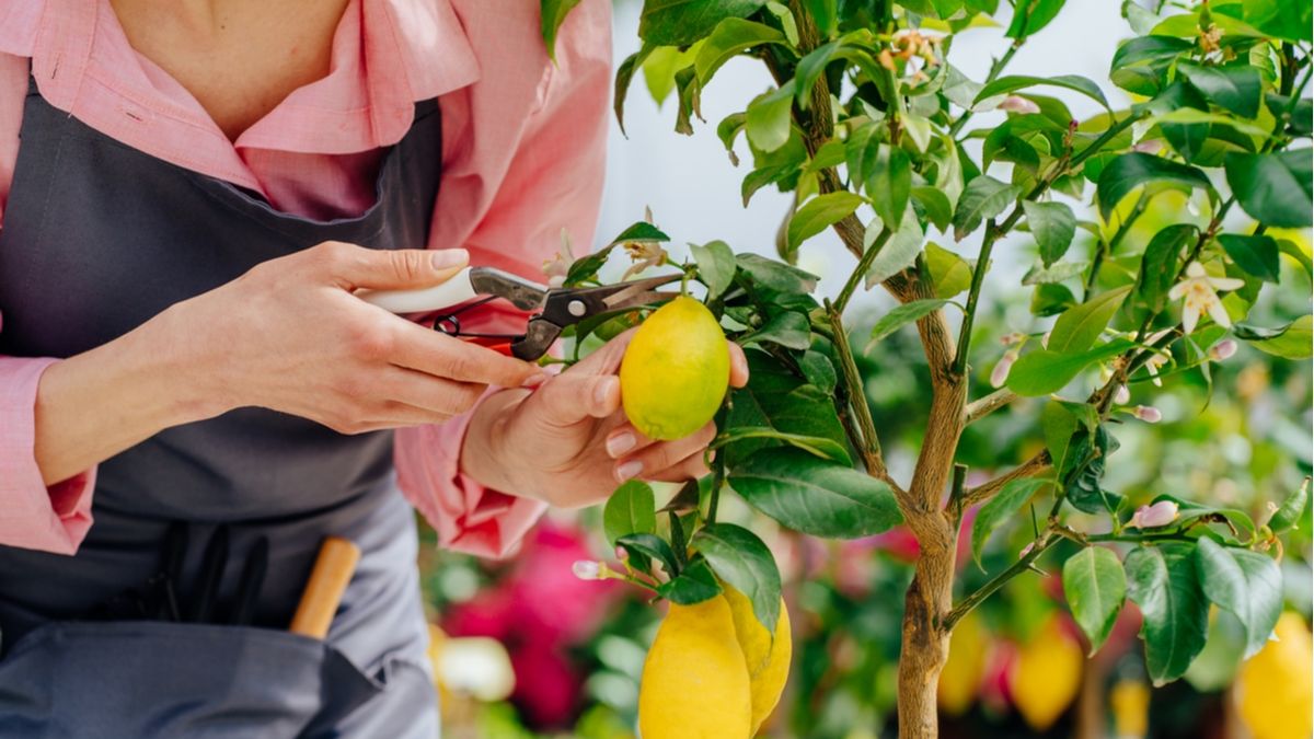 Guía de poda del limonero antes del invierno: el error común que arruina tu producción de limones