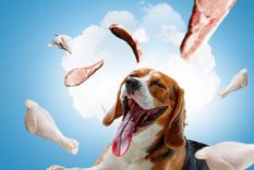 perro Los animales siempre están presentes. Foto: Fuente: Shutterstock