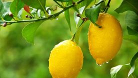 El truco natural para mejorar el jardín. El truco natural para mejorar el jardín.