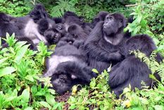 Una familia de gorilas de montaña descansa junta en el Parque Nacional de los Volcanes, Ruanda. Foto: Dpa.