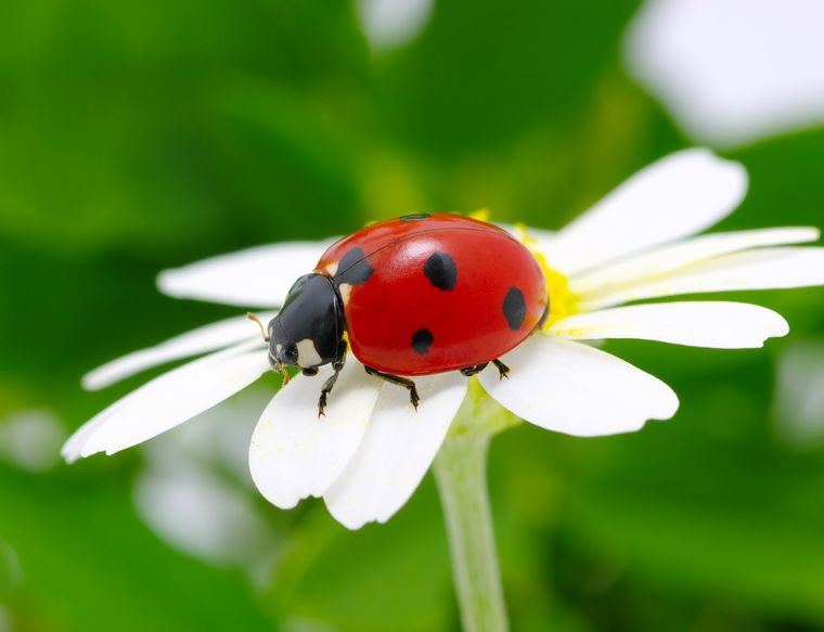 ESPIRITUALIDAD Estos insectos son conocidos como mariquitas, vaquitas de San Antonio o catarinas Foto: SHUTTERSTOCK