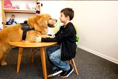 Hablar con las mascotas amplía las  habilidades emocionales Foto: The Bubble