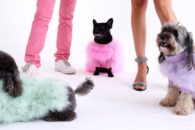 MDZol | moda para perros