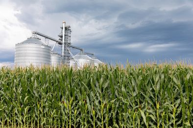 MDZol | La producción de biodiesel cayó un 60% entre el 2018 y 2024. Foto: shutterstock