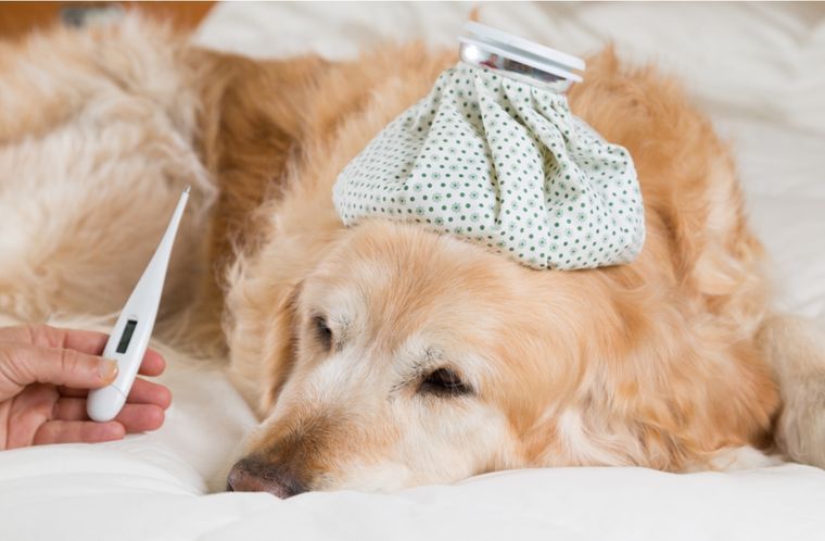 Mascotas Señales de fiebre en tus perros Foto: Shutterstock