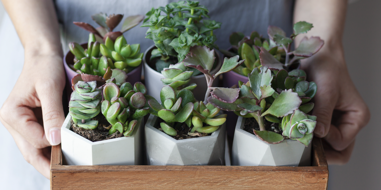 Trucos para reproducir tus suculentas en agua Foto: Shutterstock